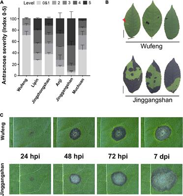 Cyclocarya paliurus Reprograms the Flavonoid Biosynthesis Pathway Against Colletotrichum fructicola